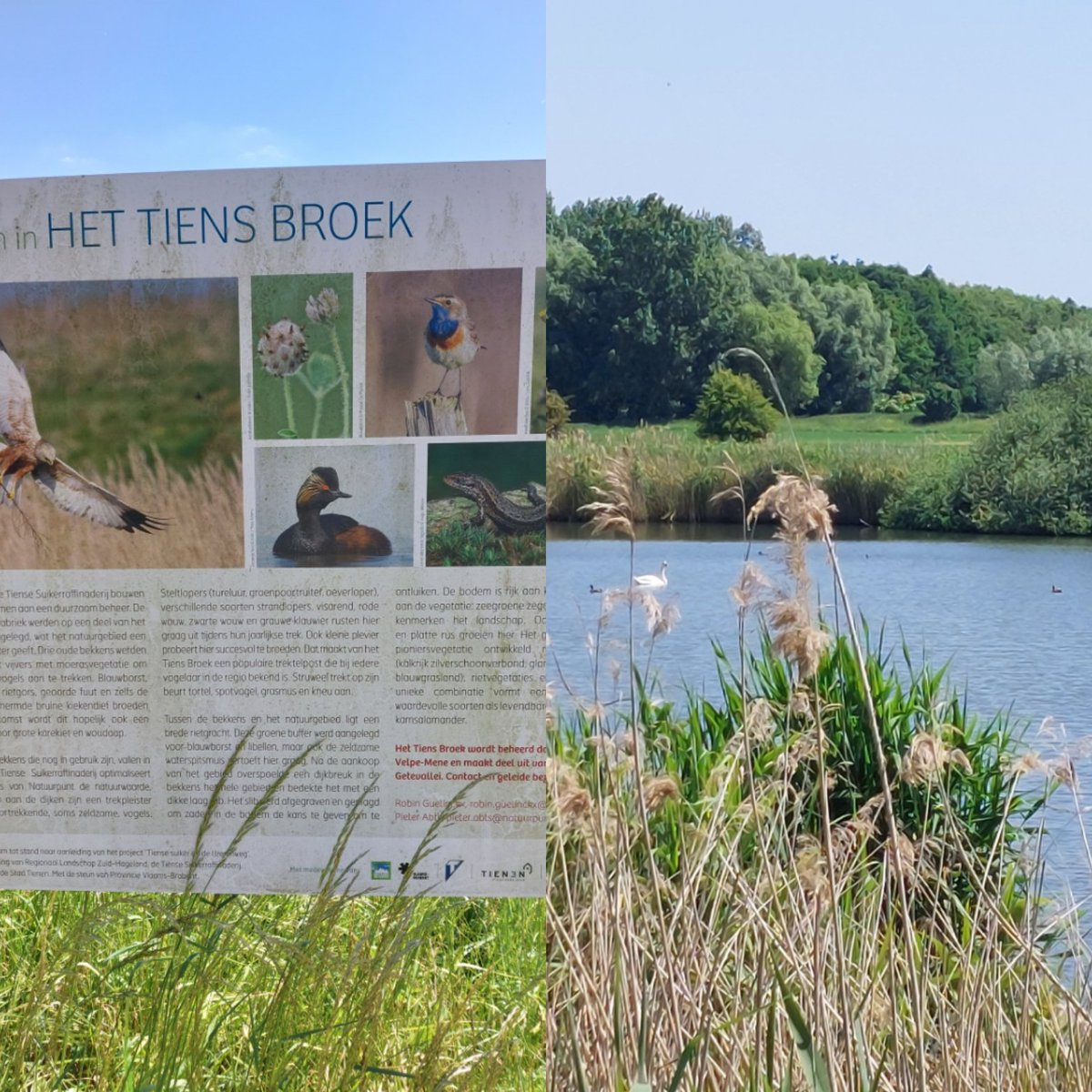 NevelsteenNele's tweet photo. Wandelweer #oplinter #wommersom https://t.co/z2WYrqrAJw