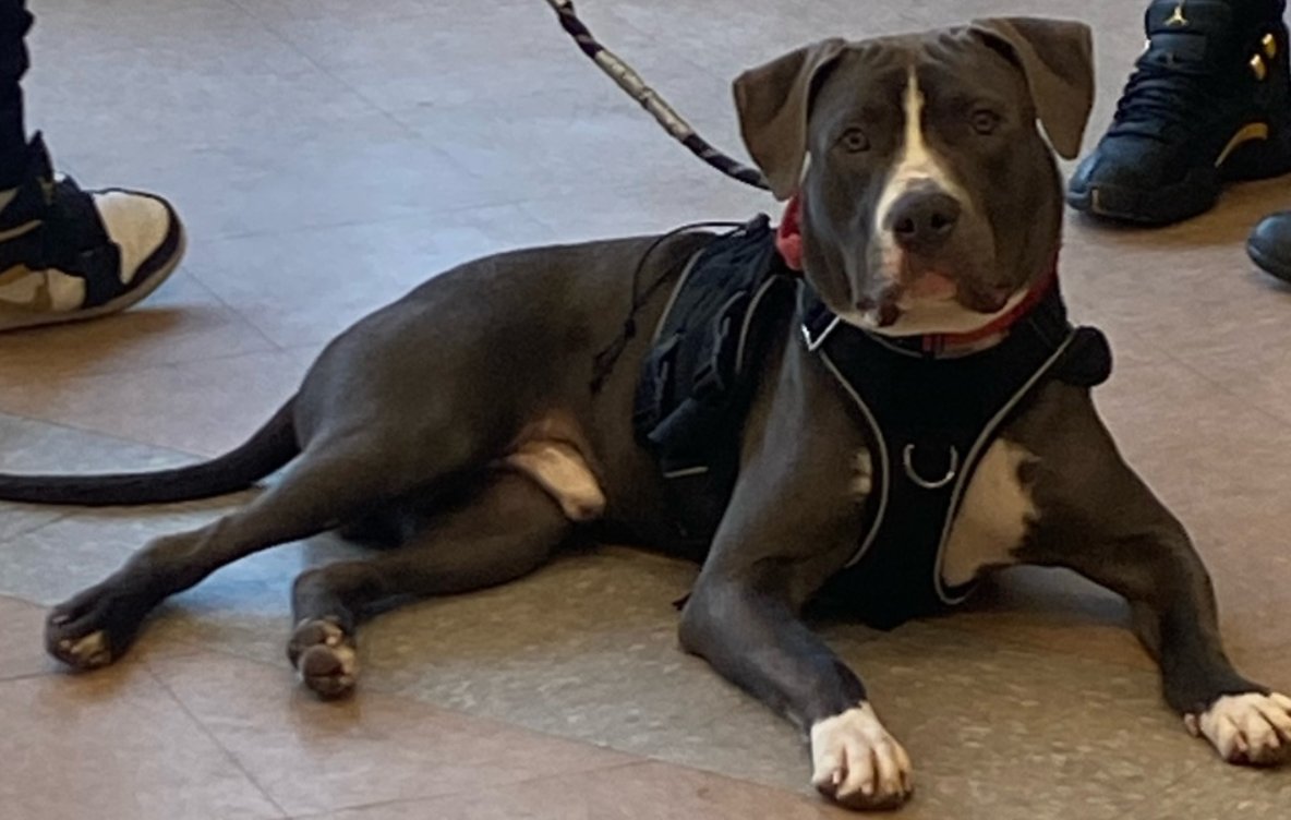 NMBewitched's tweet photo. This is photo was taken the day Rocky was dumped at #NYCACC 

Even at 1yr, he laid quietly &amp; patiently for his intake to a nightmare he never imagined

Stressed inside his kennel? Yes
Craving exercise, games &amp; attention? Yes
These are NOT crimes
#Adopt #Foster 
Pls #Pledge 😭 https://t.co/MWNFeDiuG8