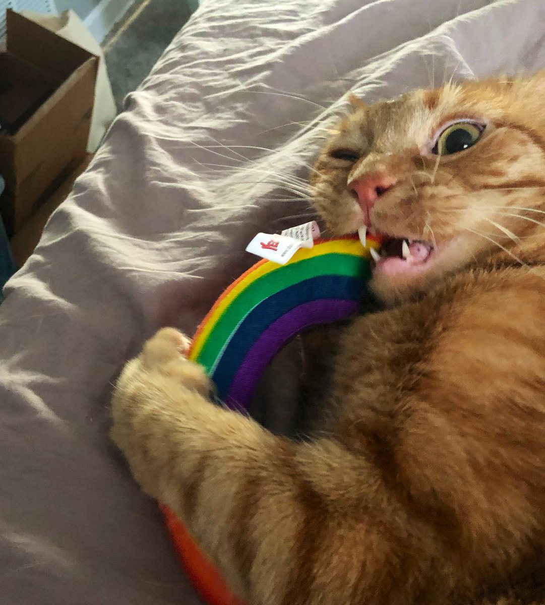 let’s see your pride cats!! 🏳️‍🌈🏳️‍🌈🏳️‍🌈

(here’s zuko from @mushroomlady_)