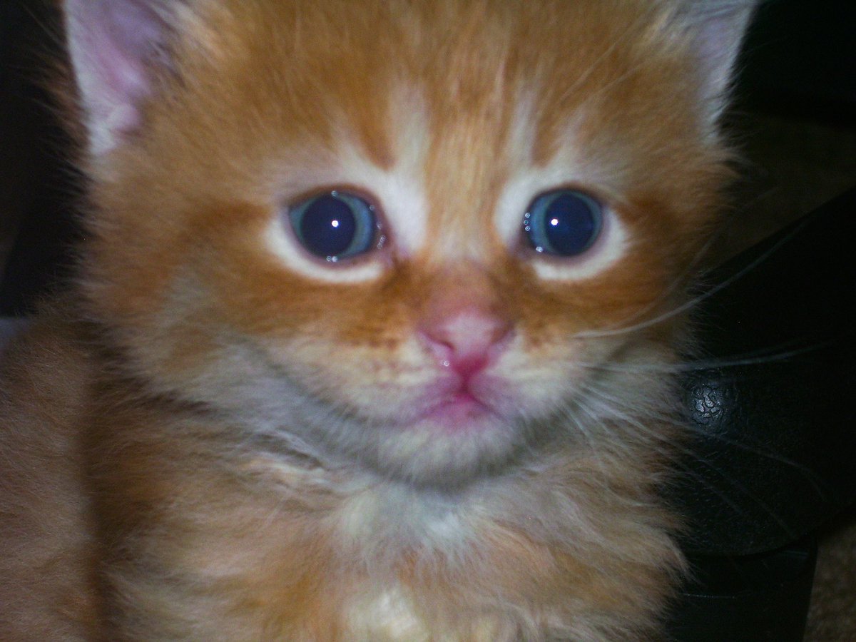 Not a single brain cell in there