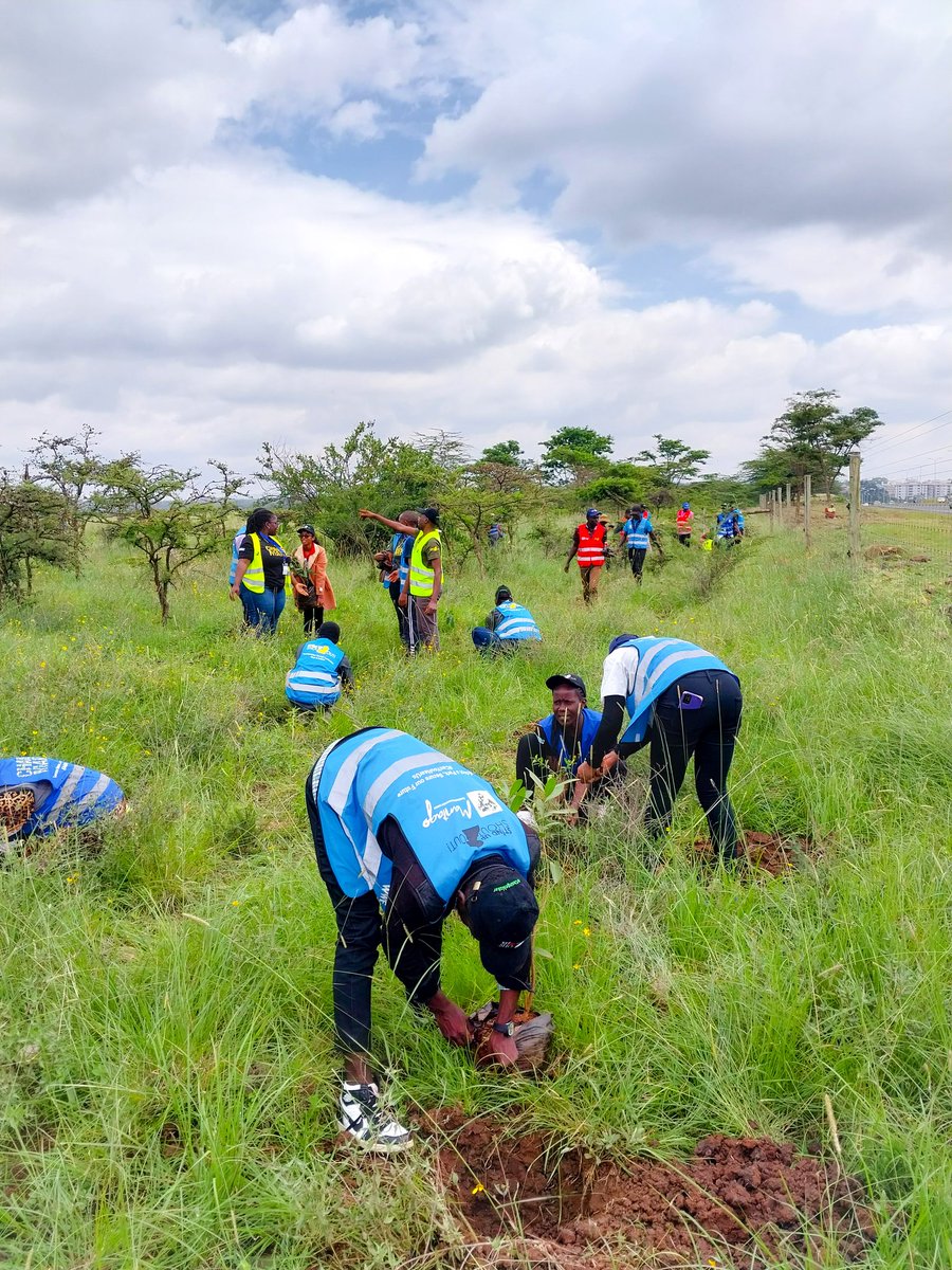 ke_asili's tweet photo. Community is strength, and that is our pillar as Asili. Super grateful to have gotten the chance to help out the removal of parthenium hosted by @SUSOyouth 🙏🌳💯. at Nairobi National Park. #generationrestoration #climateaction #climatefocus #youthinclusion #asili @UNEP @un https://t.co/KBhqO9PWyr
