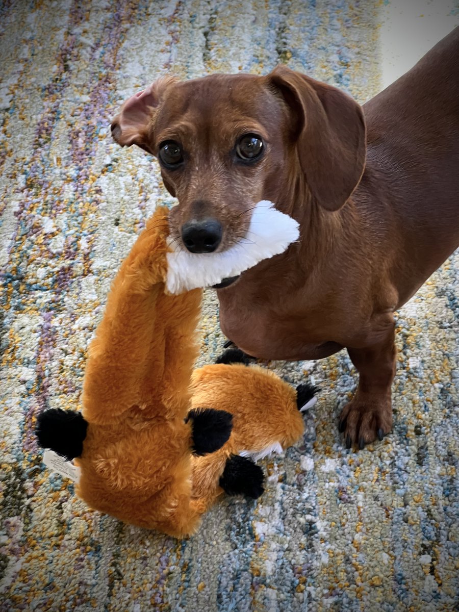 TomPowell_NC's tweet photo. @POdPatriot PayPay with Foxy the Fox https://t.co/X9ID4N1aie