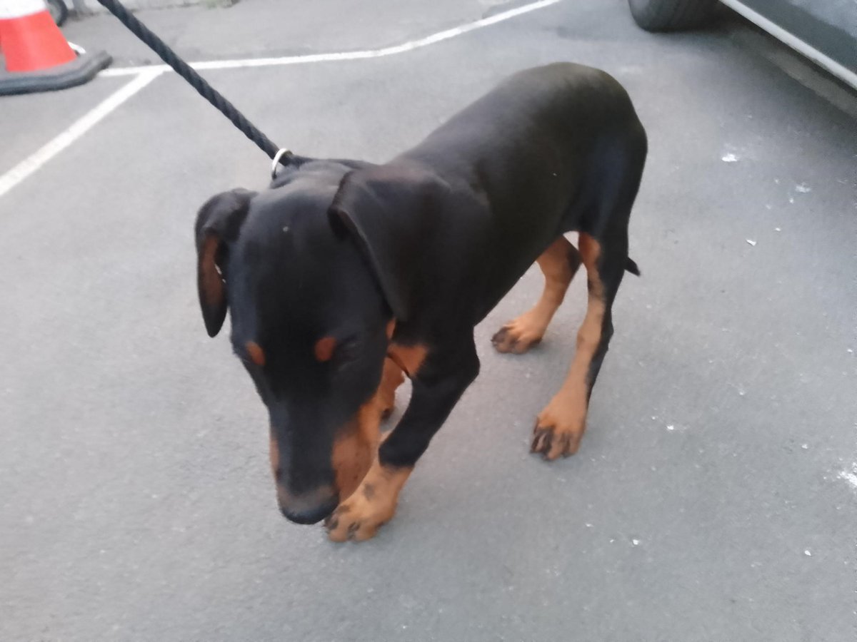 Please retweet to HELP FIND THE OWNERS OF THESE 2 PUPPIES FOUND #HUSBORNECRAWLEY #BEDFORDSHIRE #UK 

Doberman pups aged approx 4-5 months found 28 May, now in the council pound. 
They could be missing from another region.

DETAILS or APPLY
lostdogsuk.co.uk/lost-dogs/
#Doberman #dogs