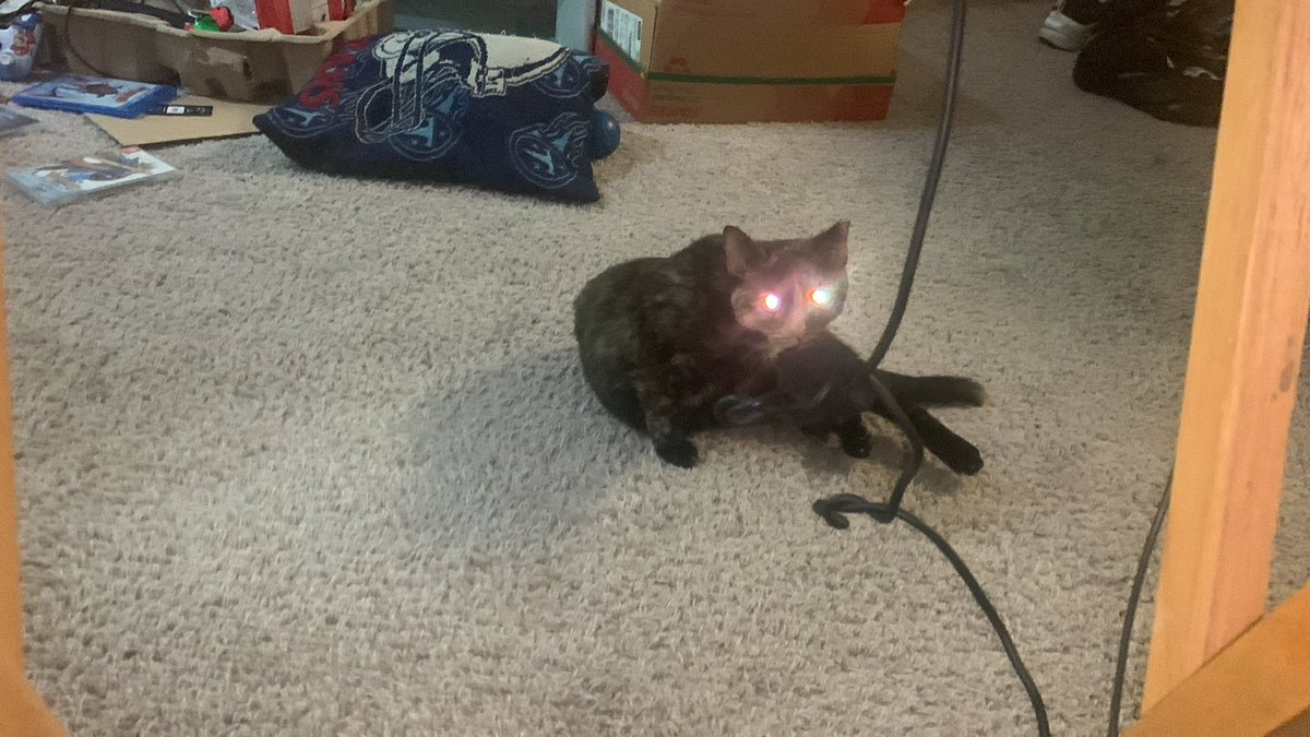 michelous's tweet photo. #tortiecat #TABBY #catlaser #cateyeshine https://t.co/ekGdpCxjTO