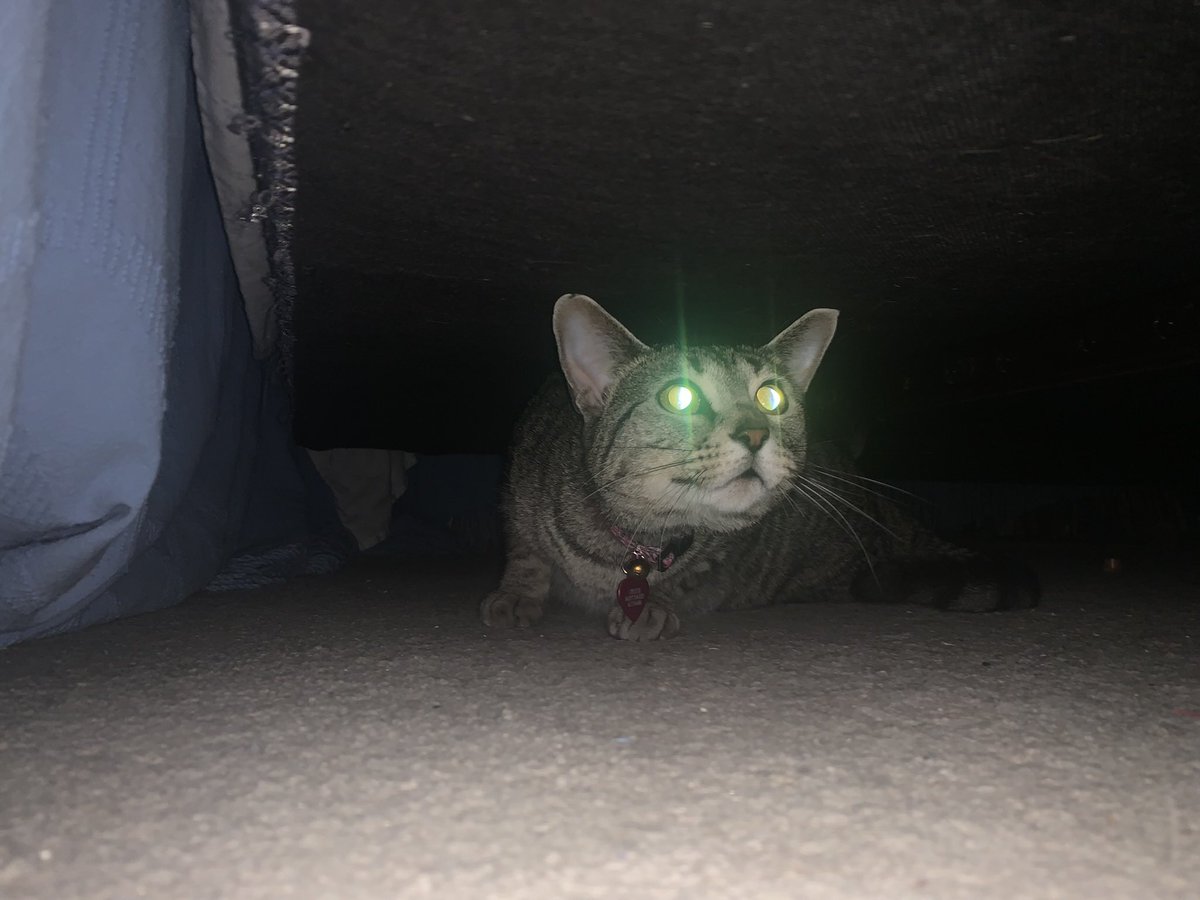 michelous's tweet photo. #tortiecat #TABBY #catlaser #cateyeshine https://t.co/ekGdpCxjTO