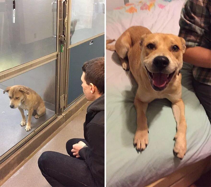 _B___S's tweet photo. Before and after adoption https://t.co/KfNvxFYt9i