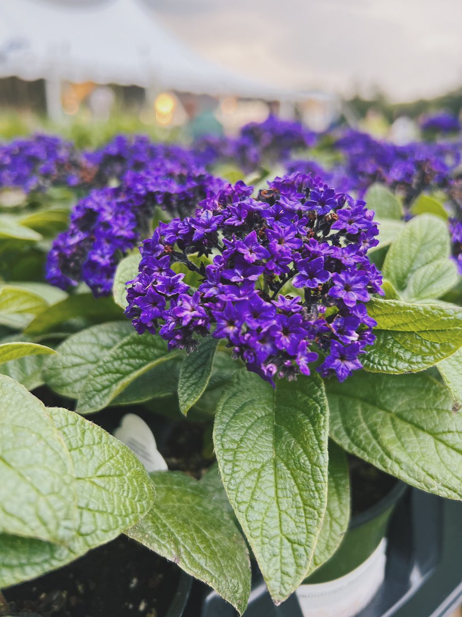 Went to a plant preview party for Westbury Gardens 🌸🌱