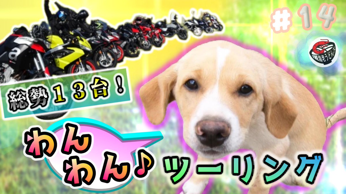 BeastieSovl's tweet photo. 本日18:30に動画公開です😊

今回はディーラーツーリングにお邪魔しました✨✨

美味しい🍖ジビエ🍖を食べ
可愛いワンコと戯れる…😍🐕🐕

動画の最後はダイジェストでツーリングの雰囲気をお届けします🏍️🏍️💨💨

帰宅時間のお供に🐝🐝

↓ 海老うどん製作所/YouTube
https://t.co/M6UNPzrGun https://t.co/umO1ge4zRG
