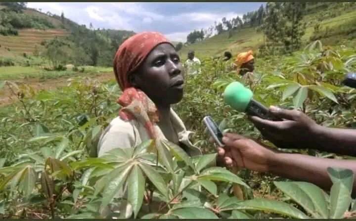 xtrafrica_sport's tweet photo. IKIGANIRO HAGATI Y’UMUNYAMAKURU AGAHOZO P. N’UMWOROZI W’INKA 🤣🤣
————————————————

AGAHOZO: inka zawe ugereranije zikamwa litiro zingahe?
UMWOROZI: iyihe uvuga, iyumukara cg iyumweru?
AGAHOZO: iyumukara.
UMWOROZI: ikamwa litiro ebyiri kumunsi.
AGAHOZO: Naho iyumweru yo?

1/4👇🏼 https://t.co/NRlNqHUWSz