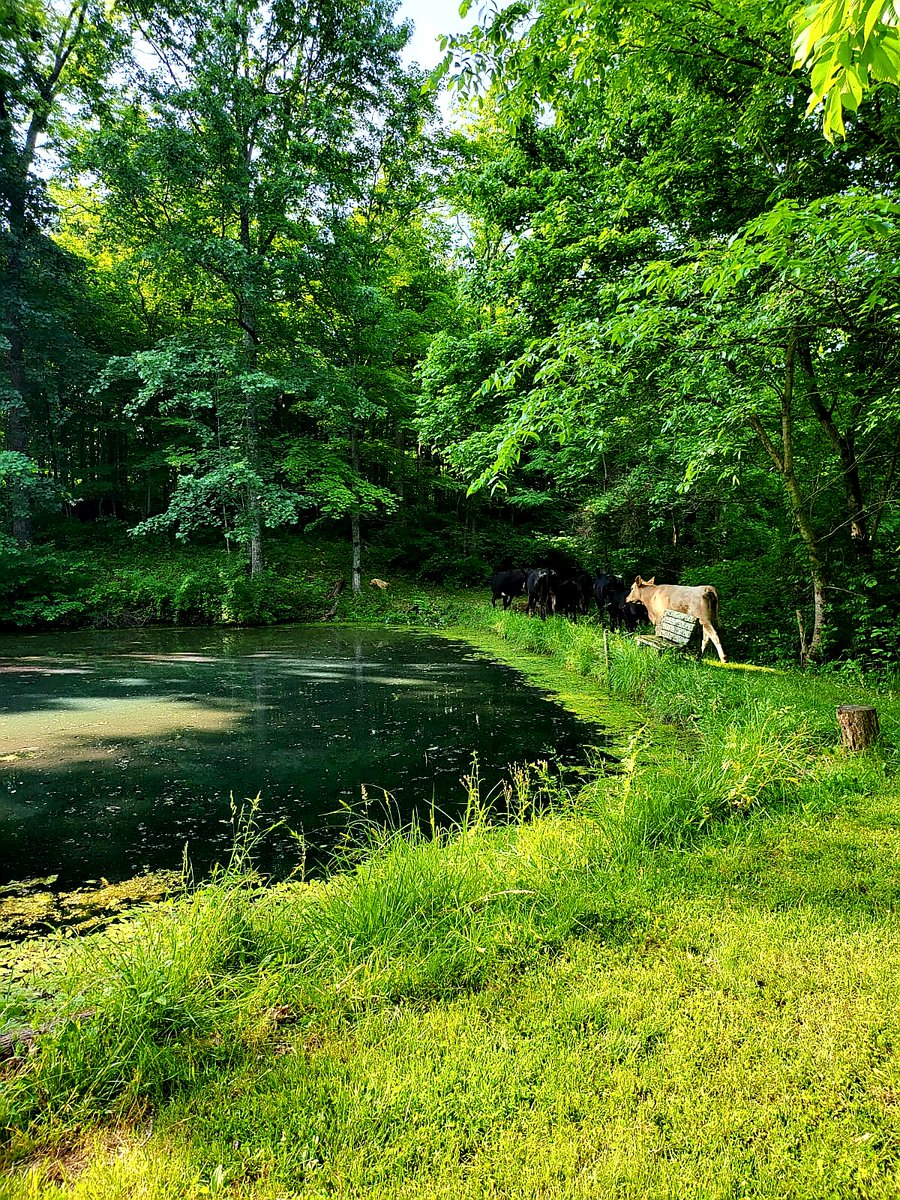 Enjoying the pond (hard to see but there are a bunch of black cows in the pic too) There were about 20 cows and 4 calves in total.