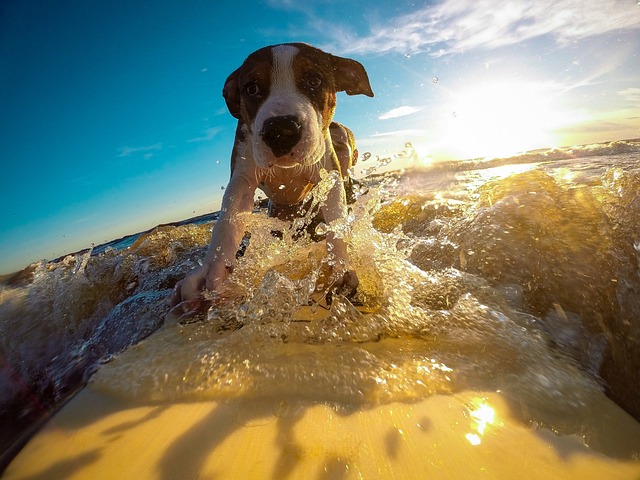 Beachsidemanag1's tweet photo. We offer pet friendly rentals so you do not have to leave your best friend behind. 
💻 https://t.co/cmXz05sB6n
📞 941-203-8058
#sarasota #siestakeyrentals #siestakeybeach #siestakey #dogvacation https://t.co/HrhnEUdAWS