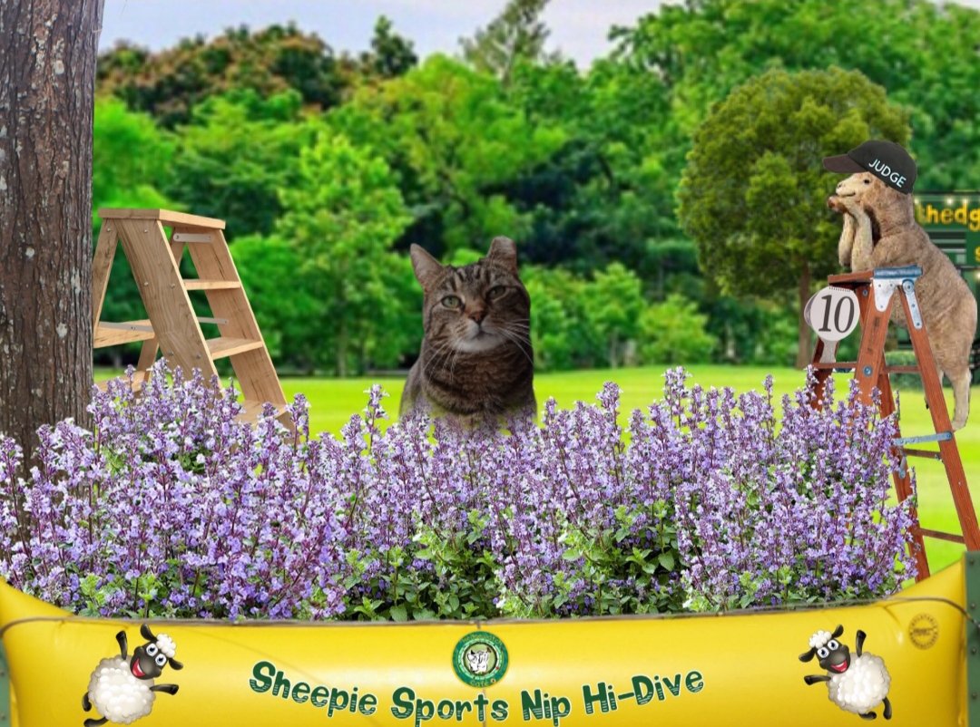 @Hedgewatchers Wonder wot the prize is for the Nip Hi Dive🤔 maybe a years supply of Nip😻 #hedgewatchcafe #Hedgewatch
