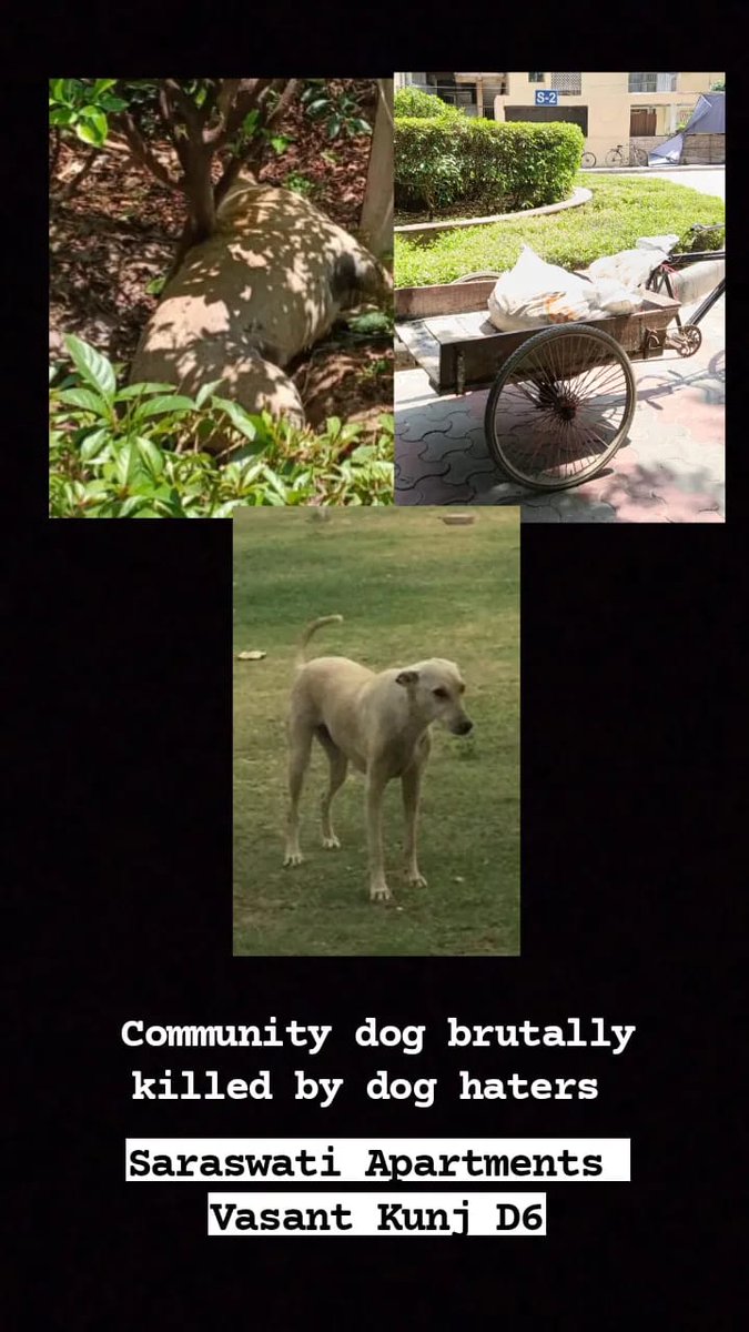 #BreakingNews healthy, young, well adjusted dog, brutally killed by some residents of #SaraswatiApartments #VasantKunj #Delhi
Requesting @CPDelhi to please nab the criminals. This is very disturbing for young people across the city. 
@IPS_Association pl help 🙏