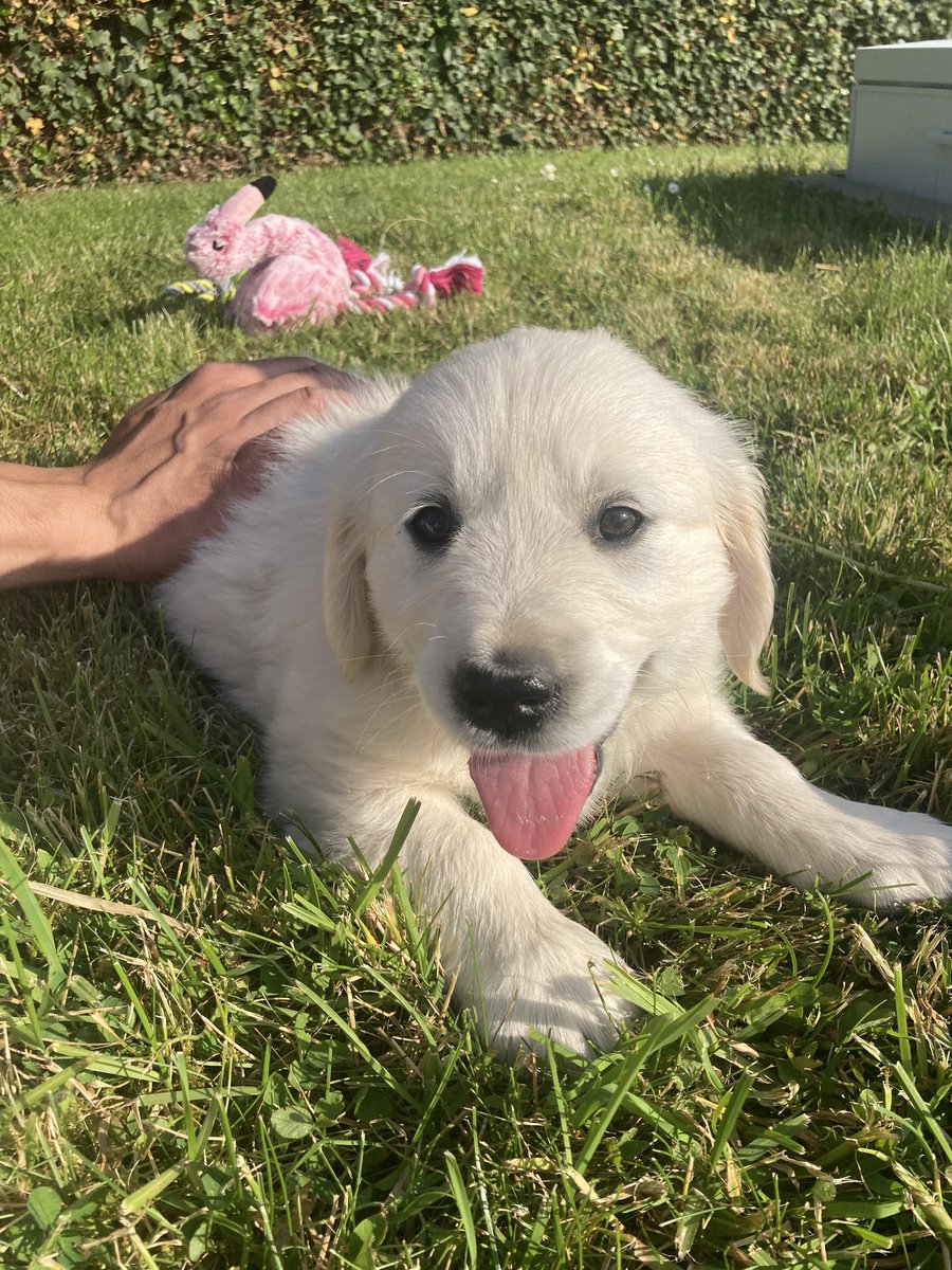 Emma_Sule's tweet photo. Baby is home ❤️

Il fait déjà des dégâts 😭#PlusDeChaussures https://t.co/QcQHWN9gLe