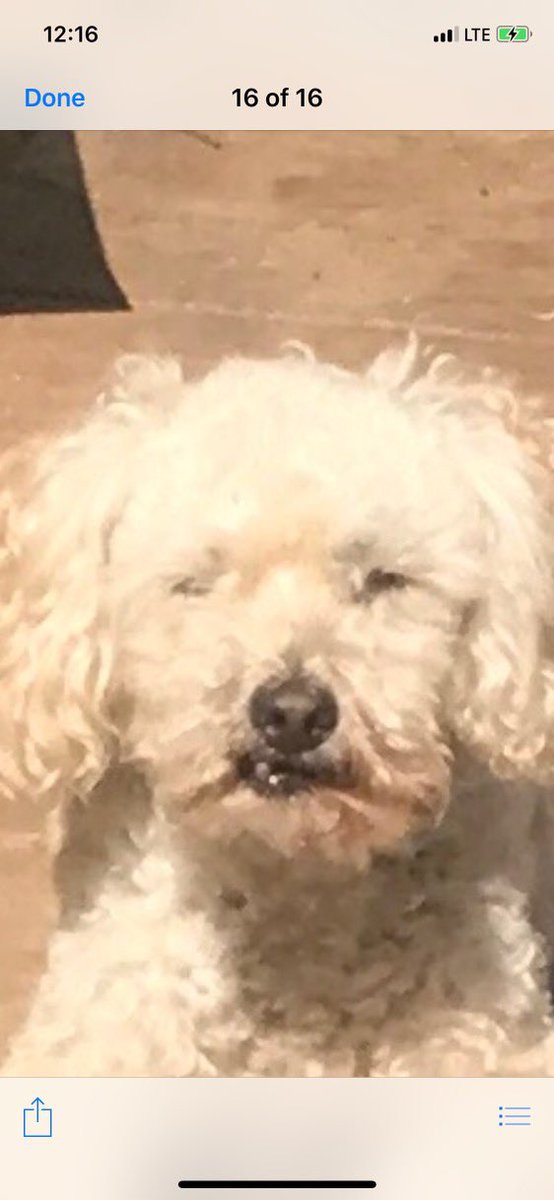 chefnegin's tweet photo. Meet Kobe!

My dad rescued Kobe From an Abusive Home in 2009.

He became the King of Our Castle for the next 14 Years. My brother, Mother, Father and I were his to protect, and he was ours 💛

Kobe left us on May 23. I had to say goodbye on a Facetime Call. I was broken.

I was on a pilgrimage to stream 99 Days straight. So during my mourning, i did my silent streams. 

Today, on Day 99, we CELEBRATE my little Gangster Kobe Baby! He is now forever emoted on https://t.co/en6R5ORGtM

Come by today as we Celebrate Day 99 & drop a Kobe Emote 💜

Thank you @AddyAddyO for capturing his true lil self! He’s Perfect in his Imperfection!

I Love You My Little Kobe BABY!