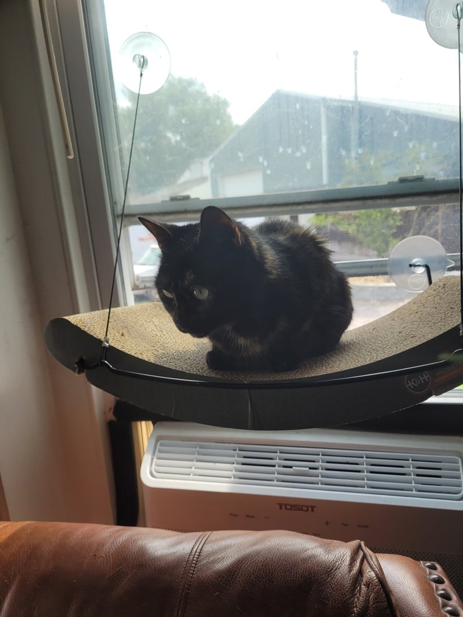 rookling's tweet image. #tinycat #Caturday how can she be 7 this coming fall?