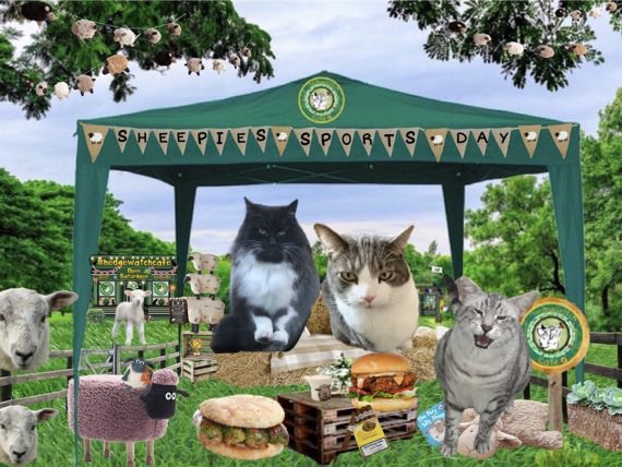 #hedgewatchcafe

Coupla buddies here wi me , @ButtonsBertie and @scrag_cat 
Who can make you laugh as much as these two ?? 😹😹😹
#SheepiesSportsDay