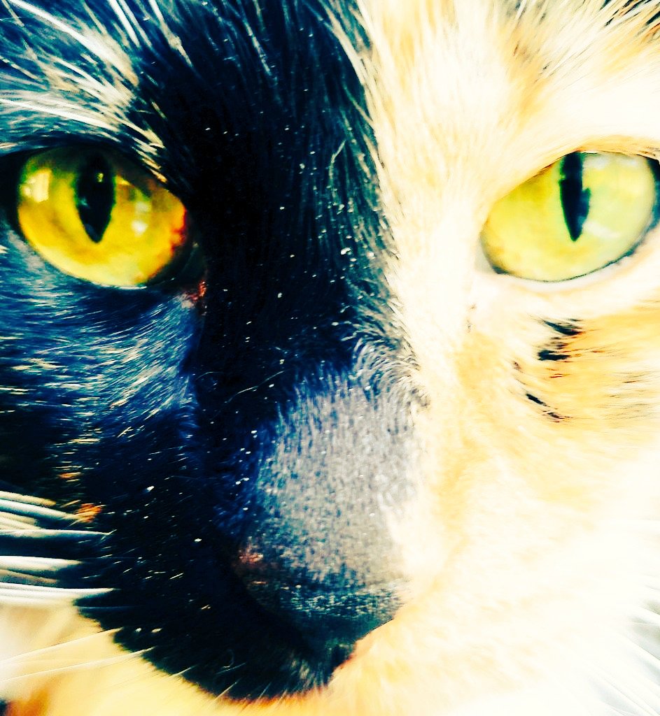 TheArtOfBeo's tweet photo. Where's your FIRE.
Where's that drive
That angst
That
You against this world?
Where is it.
#Fire #Determination #Strength #Motivation #MotivationalQuotes #Rogue #Rebel #Weightlifting #AngerIsAGift #Underdog #InACorner #Artist #poets #Wellness #Loss #Comeback #Caturday https://t.co/84hwJQDyyl