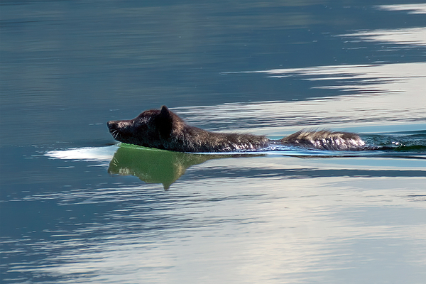joy_mcadams's tweet photo. New artwork for sale! - "Swimming Black Wolf" - https://t.co/nZAVImgX2R @fineartamerica https://t.co/6b3kjLcQUr