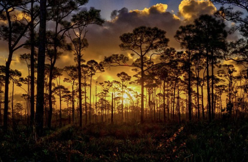 Happy National Trails Day! Florida is home to thousands of trails. Where are you exploring today? 🥾🐾💚 #NationalTrailsDay

📍Jonathan Dickinson State Park
📸 Steve Irwin / @/groupertoes on IG.