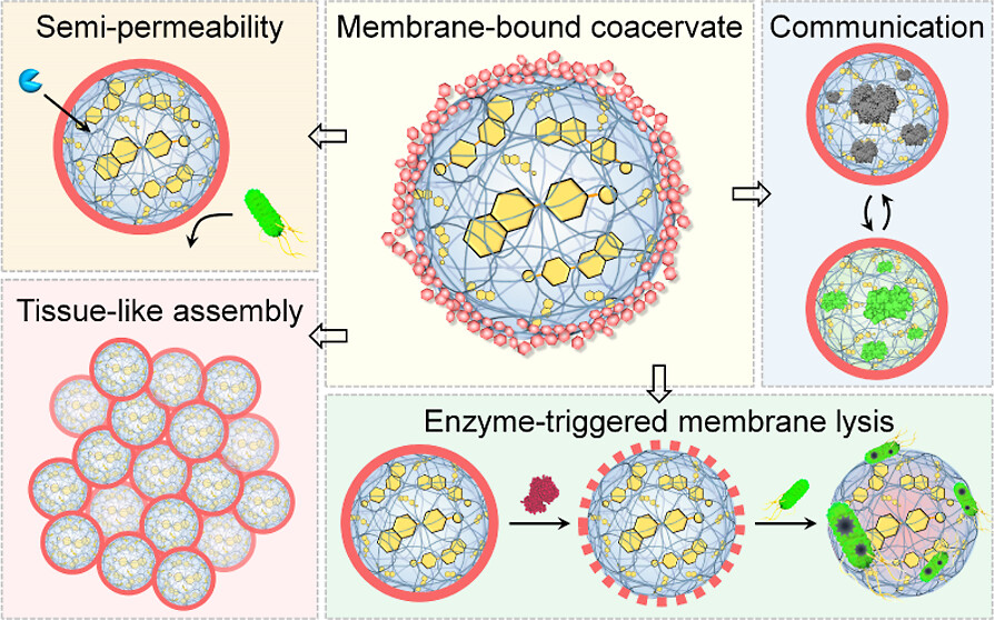 J_A_C_S's tweet photo. Plant Cell-Inspired Membranization of Coacervate Protocells with a Structured Polysaccharide Layer @CHNSci #Membranization #Coacervation #Protocell #Polysaccharide https://t.co/IurgVuVCwF https://t.co/sKygyqb7TX