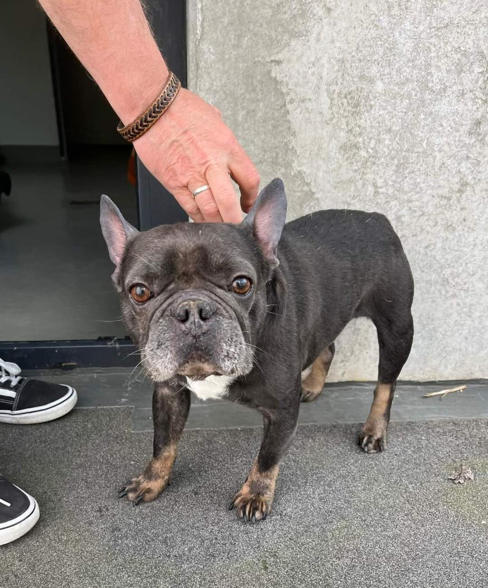 Babsi58089's tweet photo. #Fundhund #Besitzersuche Wer kennt den Hund? #Hinweise #Hagen #Haspe franz. Bulldogge https://t.co/YOeMbeLf0k
