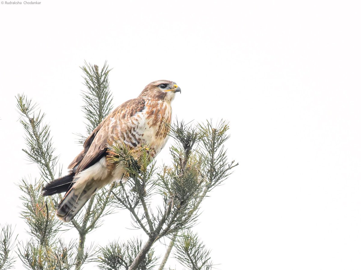 Good views of this Buzzard today morning at Horsell Common. @Team_eBird checklist: 

ebird.org/checklist/S140…

@SurreyBirdNews @TBHPartnership @Natures_Voice #LowCarbonBirding @ThePhotoHour @SurreyWT