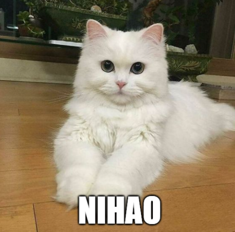 NiHao 你好 tweet media