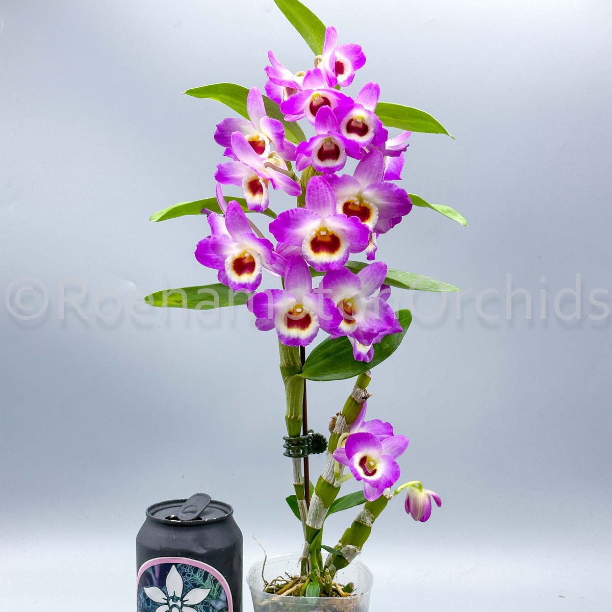 Roeorchids's tweet photo. Dendrobium Red Emperor
-
#RoehamptonOrchids #Canadianorchidgrowers
#orchids #plantscanada #canadianhouseplants #torontoorchids #torontoplants #torontoplantshop #orchidsofinstagram #orchidsinbloom #orchidslovers #orchidflower #orchidsofcanada #Plantsmakepeoplehappy https://t.co/ElLRe2h5Tz