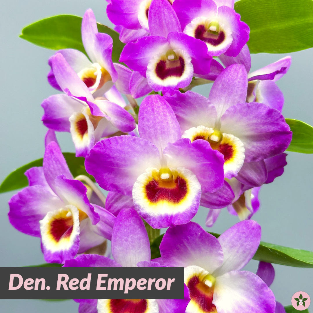 Roeorchids's tweet photo. Dendrobium Red Emperor
-
#RoehamptonOrchids #Canadianorchidgrowers
#orchids #plantscanada #canadianhouseplants #torontoorchids #torontoplants #torontoplantshop #orchidsofinstagram #orchidsinbloom #orchidslovers #orchidflower #orchidsofcanada #Plantsmakepeoplehappy https://t.co/ElLRe2h5Tz