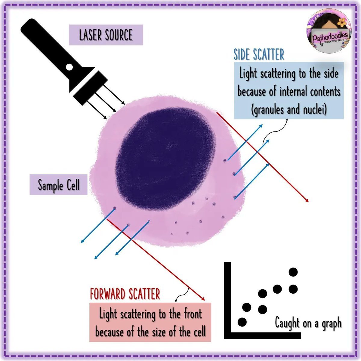 pathodoodles's tweet image. 1/2 a #pathodoodles way to look at side vs forward scatter for #PathTwitter and #MedStudentTwitter