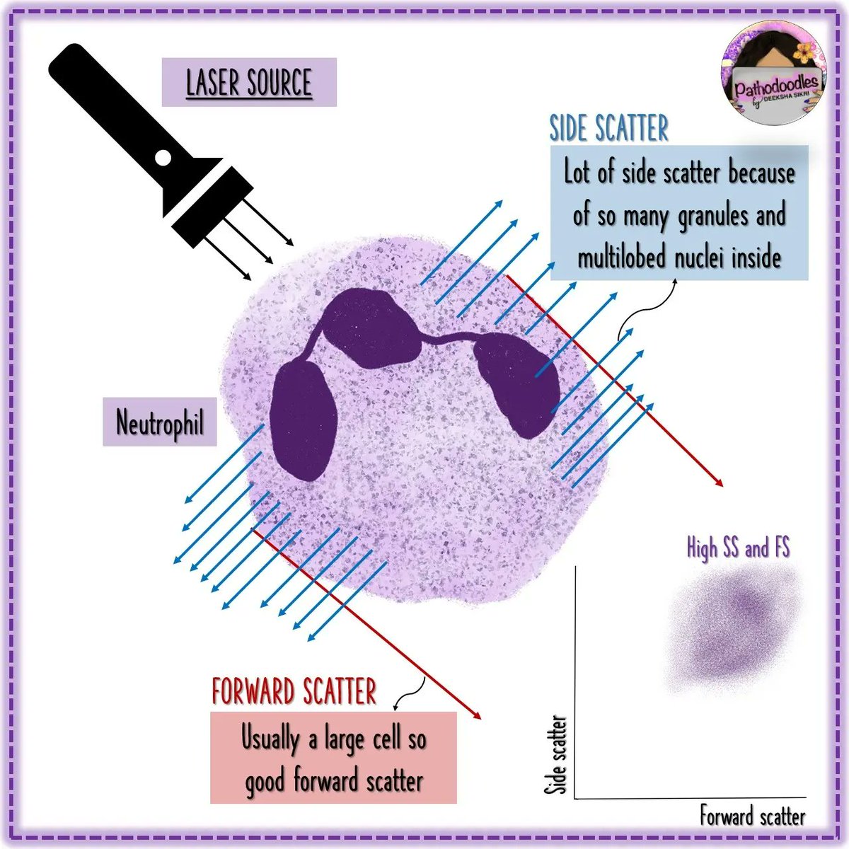pathodoodles's tweet image. 1/2 a #pathodoodles way to look at side vs forward scatter for #PathTwitter and #MedStudentTwitter