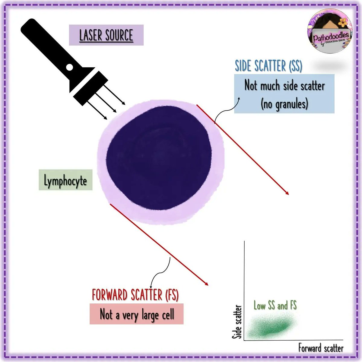 pathodoodles's tweet image. 1/2 a #pathodoodles way to look at side vs forward scatter for #PathTwitter and #MedStudentTwitter