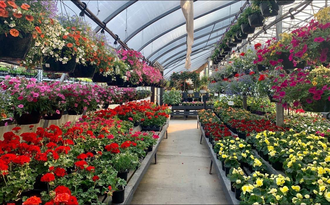 NikiJabbour's tweet photo. Hey Halifax, the amazing family-owned nursery Bloom Greenhouse on Hammonds Plains Road is open again! They have hanging baskets BOGO this weekend. And plenty of trees, shrubs, perennials, annuals, veggies and more. #Buylocal https://t.co/GT3MJ2GcBR
