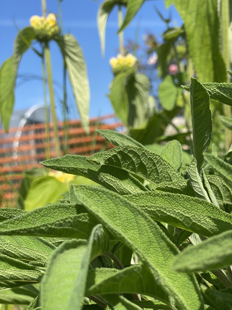 greenmurphy123's tweet photo. Day 3 โฆ@30DaysWildโฉ โฆ@WildlifeTrustsโฉ - the actual sage leaves with the Jerusalem sage in the background, AS WELL AS โฆ@ArcticMonkeysโฉ warming up next door at OT on ##FACupFinalDay in Manchester. Wild day in Manchester basically https://t.co/7VkevNXQF2