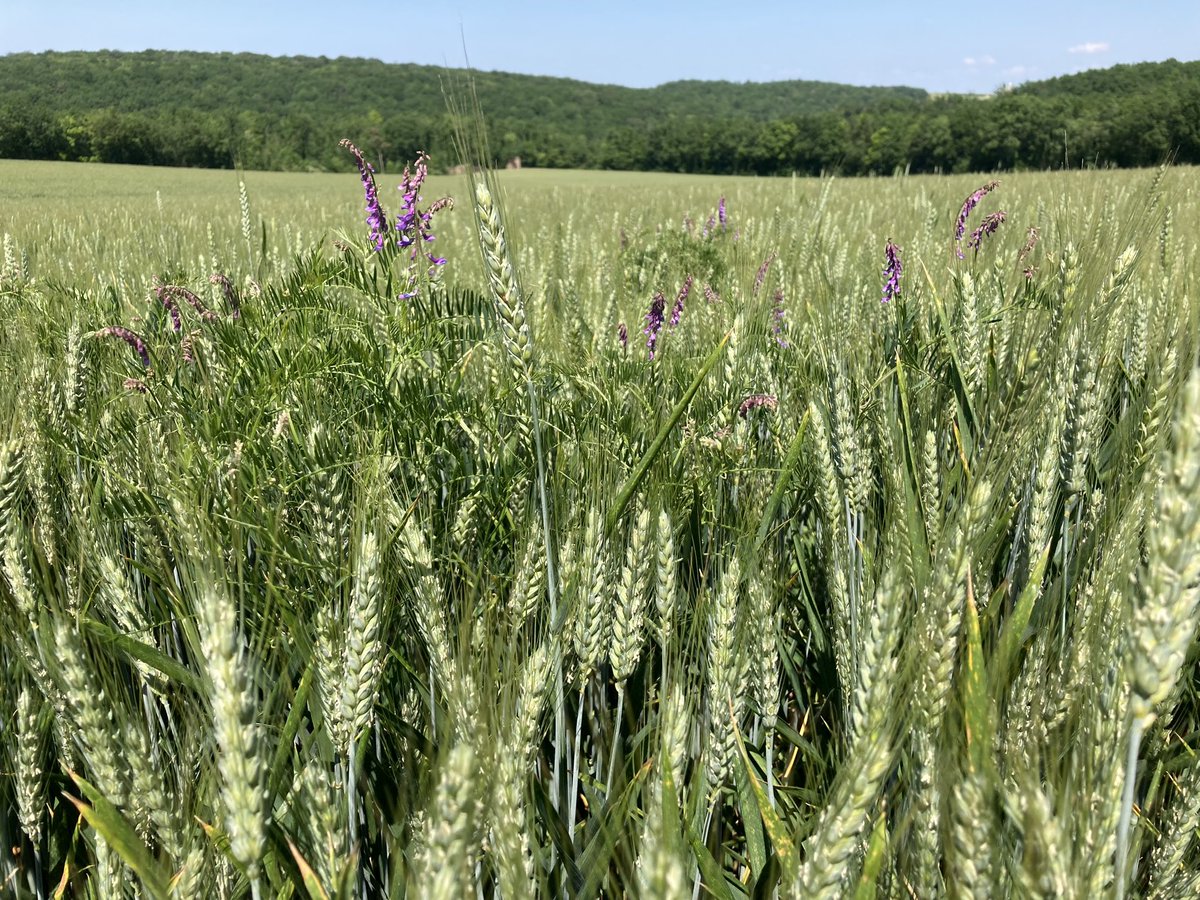 BONNIN1402's tweet photo. KWSUltim pch1 pour ce blé/blé et #FaroResponsable @KWS_Group ✅
Parcelle propre @DesherbageBayer ✅
Beaucoup d’épi/m2 inhabituel en #ZoneIntermédiaire ✅
On ne voit pas les hétérogénéités de terre ✅
Il manque juste une averse 🌧️ @meteo_89 pour un potentiel magnifique. https://t.co/kbD1QQ2eIz