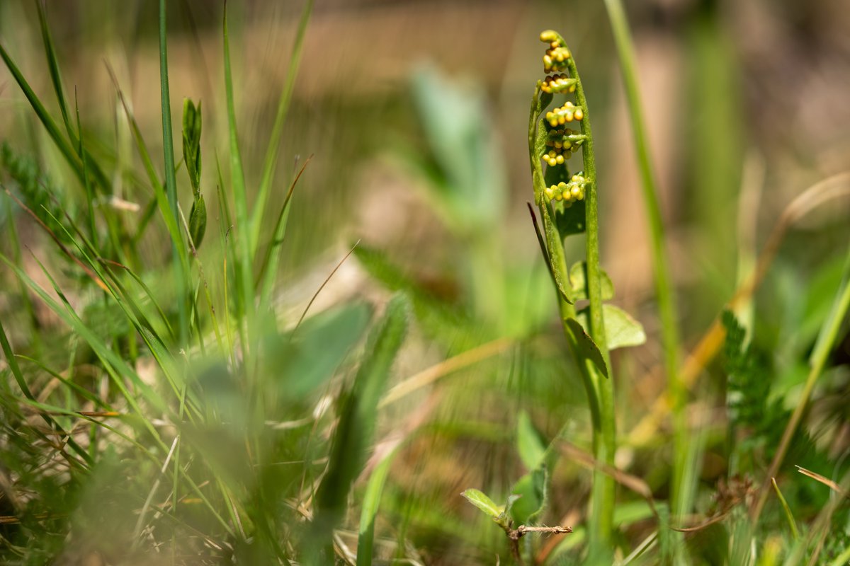 Had a great day out in the Forest with my wife today. She loves garden Ferns and armed with a bit of local research and her eagle eye as my super power, we finally found some Moonwort. Tiny things barely taller than grass and sadly those often used words these days, in decline.