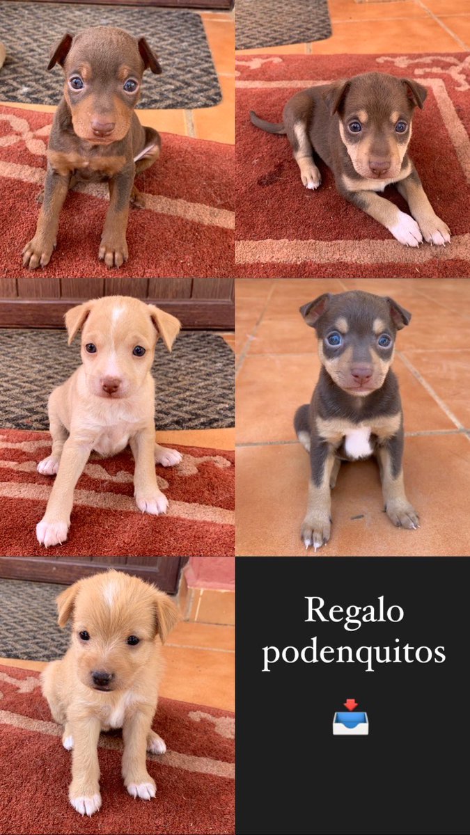 carmen_alonsso_'s tweet photo. Regalo mis podenquitos https://t.co/K2GVZpygQs