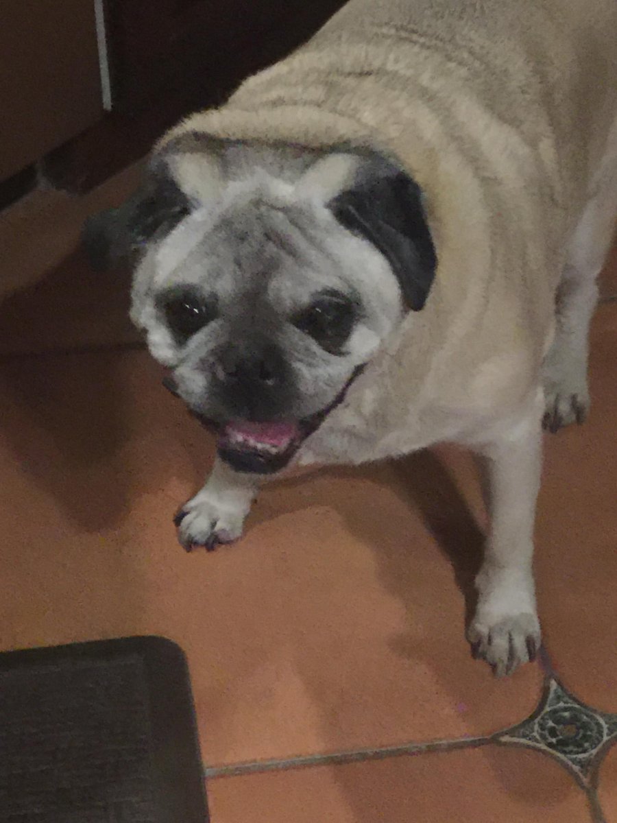 pugs_bot's tweet photo. https://t.co/IiGMfznlI5