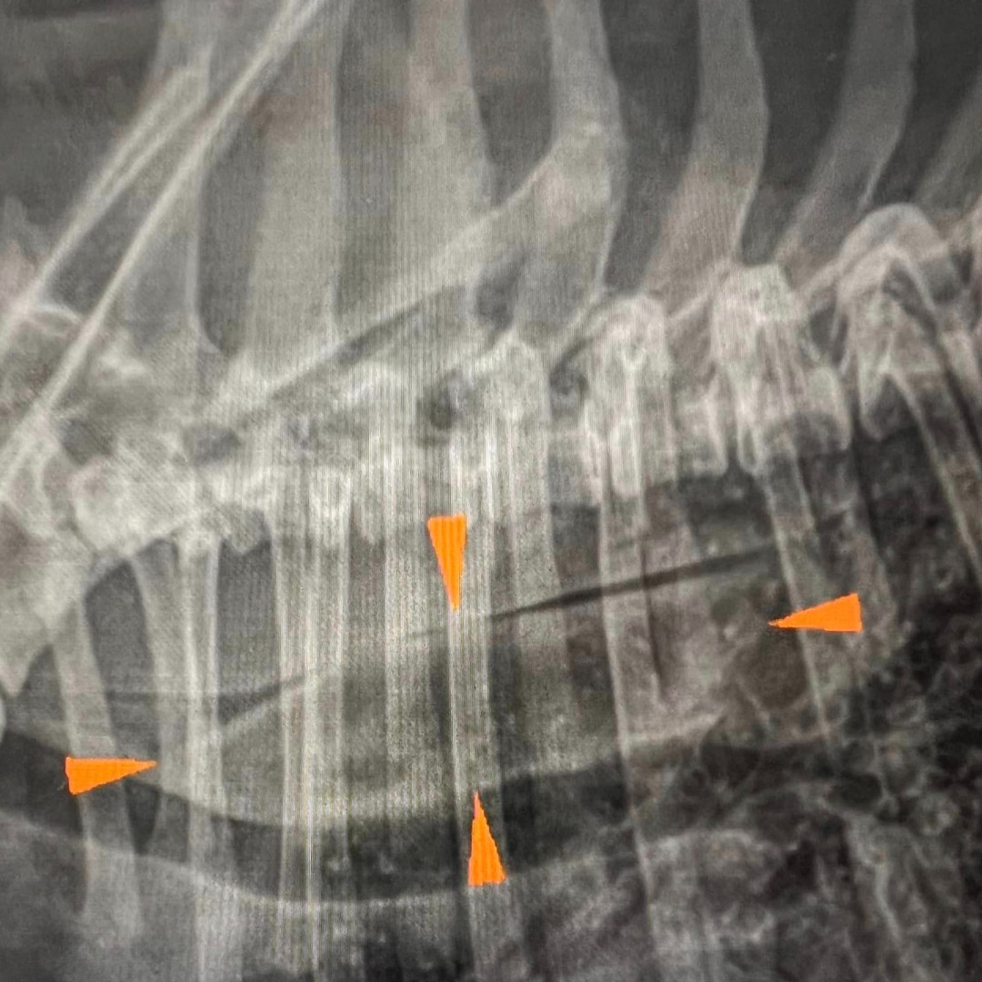 VEGERforpets's tweet photo. Saturdays are for scoping an esophageal obstruction. Lily the #bulldog was so excited for her slice of apple with peanut butter she swallowed it whole!🍏🥜 She's already home resting with her incredibly grateful parents. When the unexpected happens, we're here to help.❤️ #ervets https://t.co/gyWhZCjcJB