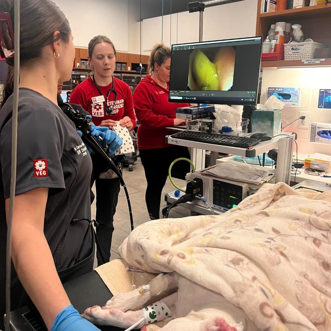 VEGERforpets's tweet photo. Saturdays are for scoping an esophageal obstruction. Lily the #bulldog was so excited for her slice of apple with peanut butter she swallowed it whole!🍏🥜 She's already home resting with her incredibly grateful parents. When the unexpected happens, we're here to help.❤️ #ervets https://t.co/gyWhZCjcJB