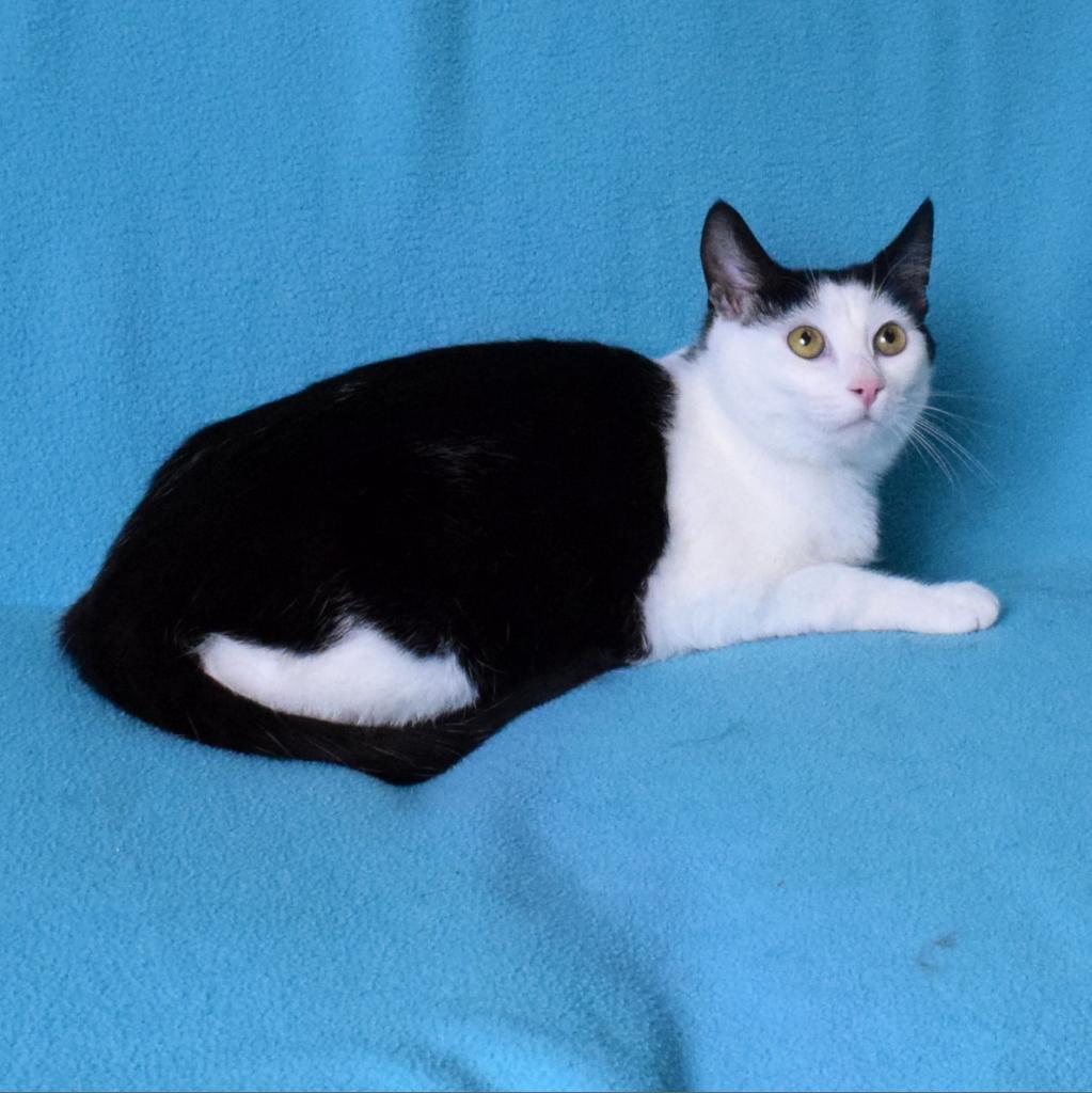SequoiaHumane's tweet photo. Hello, Caturday! Got cats? Post pics!
Here's a picure of our adoptable cat Pomegranate
https://t.co/UPFQIwFAkd
#Caturday https://t.co/1wPRlaAfxY