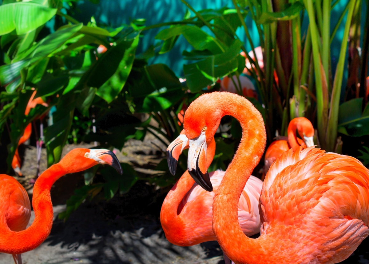 Add a pop of pink to your SeaWorld adventure with a visit to Flamingo Cove. We're just 4.4 miles away!