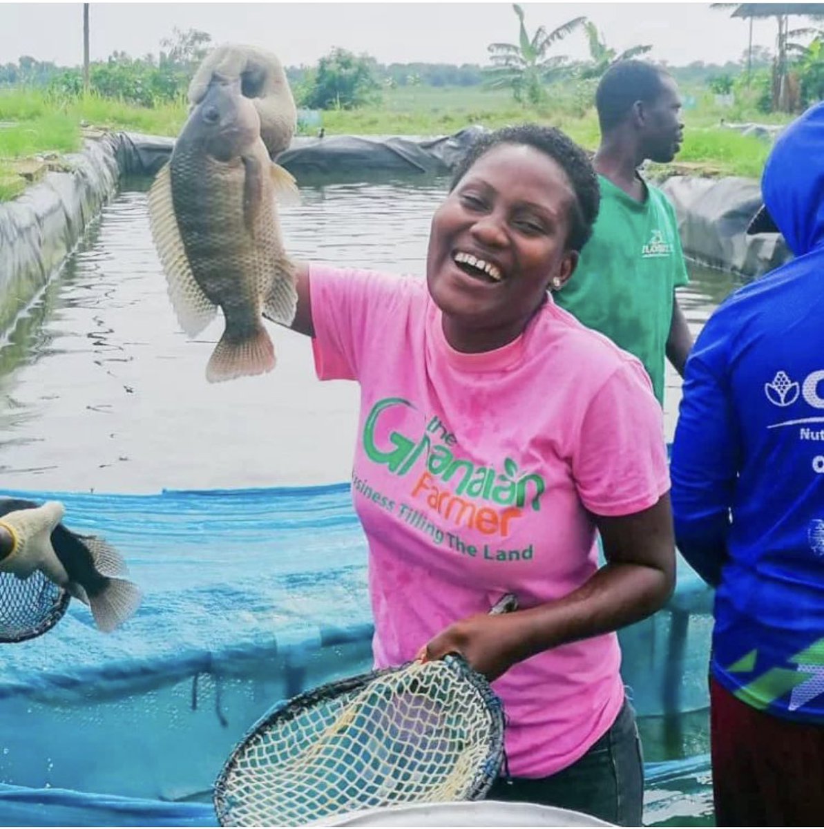 EnyonamManye's tweet photo. Fish Farming Tips 
✓ Use marketable species
✓ Check the water quality (to avoid mortality)
✓ Always ensure you conducting sample of the fish every month
  - weight
  - colour 
  - sizes
✓ Use the right feed and quantities. https://t.co/oSj2b3UBJd