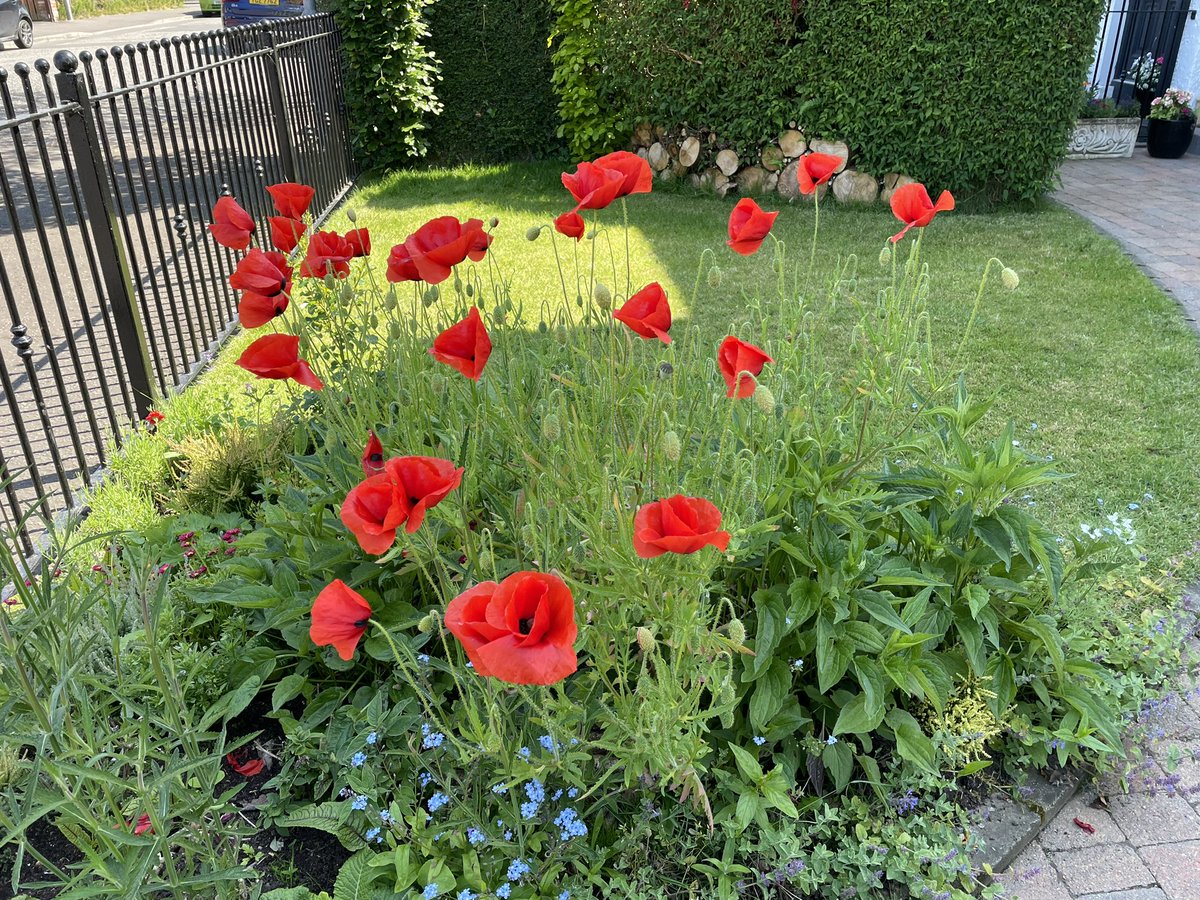 BannonPaul's tweet photo. #poppies enjoying the sun in my #Garden but where are all the #Butterflies this year.
? Only a small white spotted and a single peacock about a month ago. https://t.co/wJkITcxvr3
