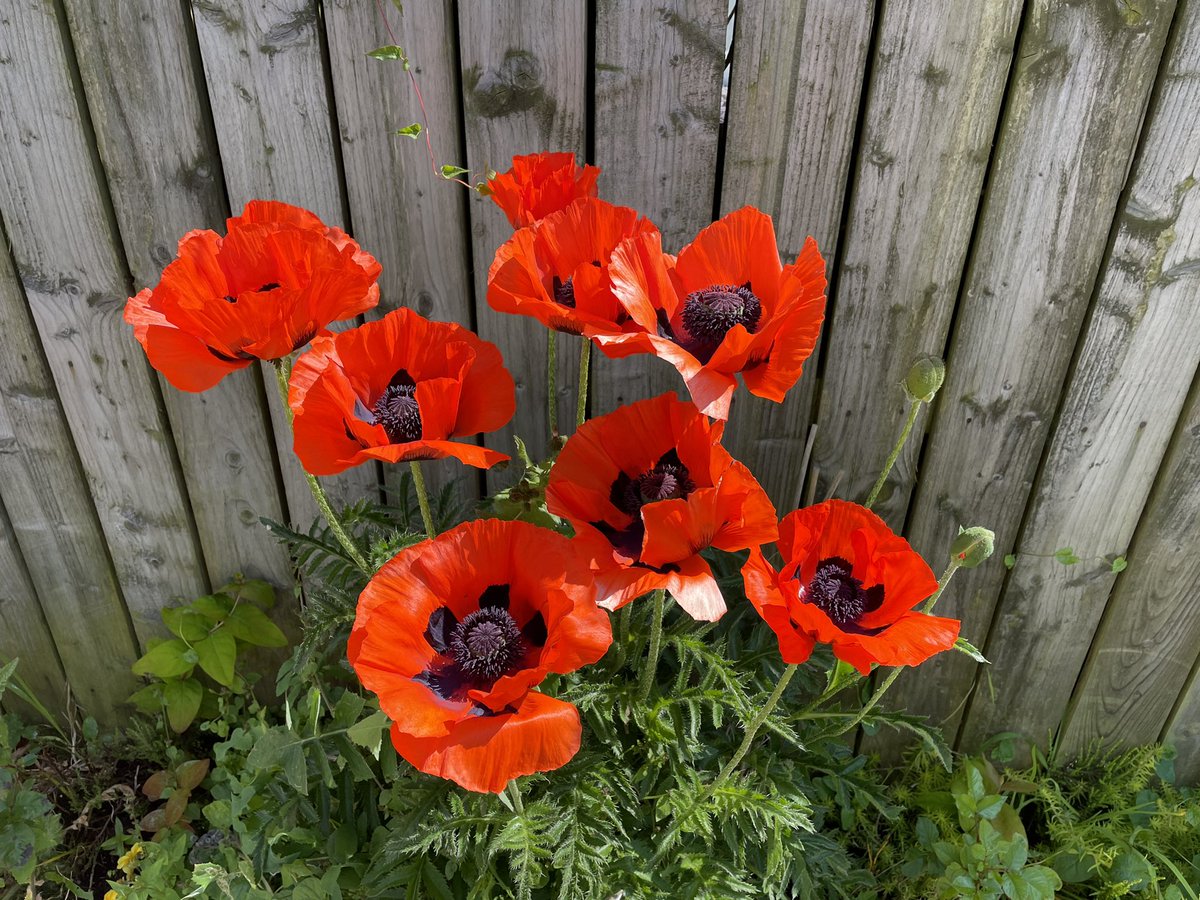 BannonPaul's tweet photo. #poppies enjoying the sun in my #Garden but where are all the #Butterflies this year.
? Only a small white spotted and a single peacock about a month ago. https://t.co/wJkITcxvr3