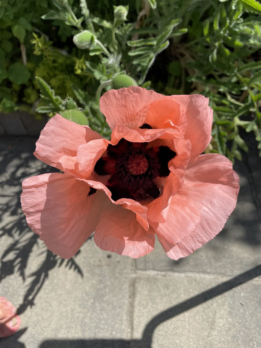 BannonPaul's tweet photo. #poppies enjoying the sun in my #Garden but where are all the #Butterflies this year.
? Only a small white spotted and a single peacock about a month ago. https://t.co/wJkITcxvr3