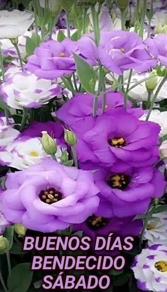 Sábado alegre 🦋🌺🥀🌾🍀
    
     💜💜 buenos días 💜💜