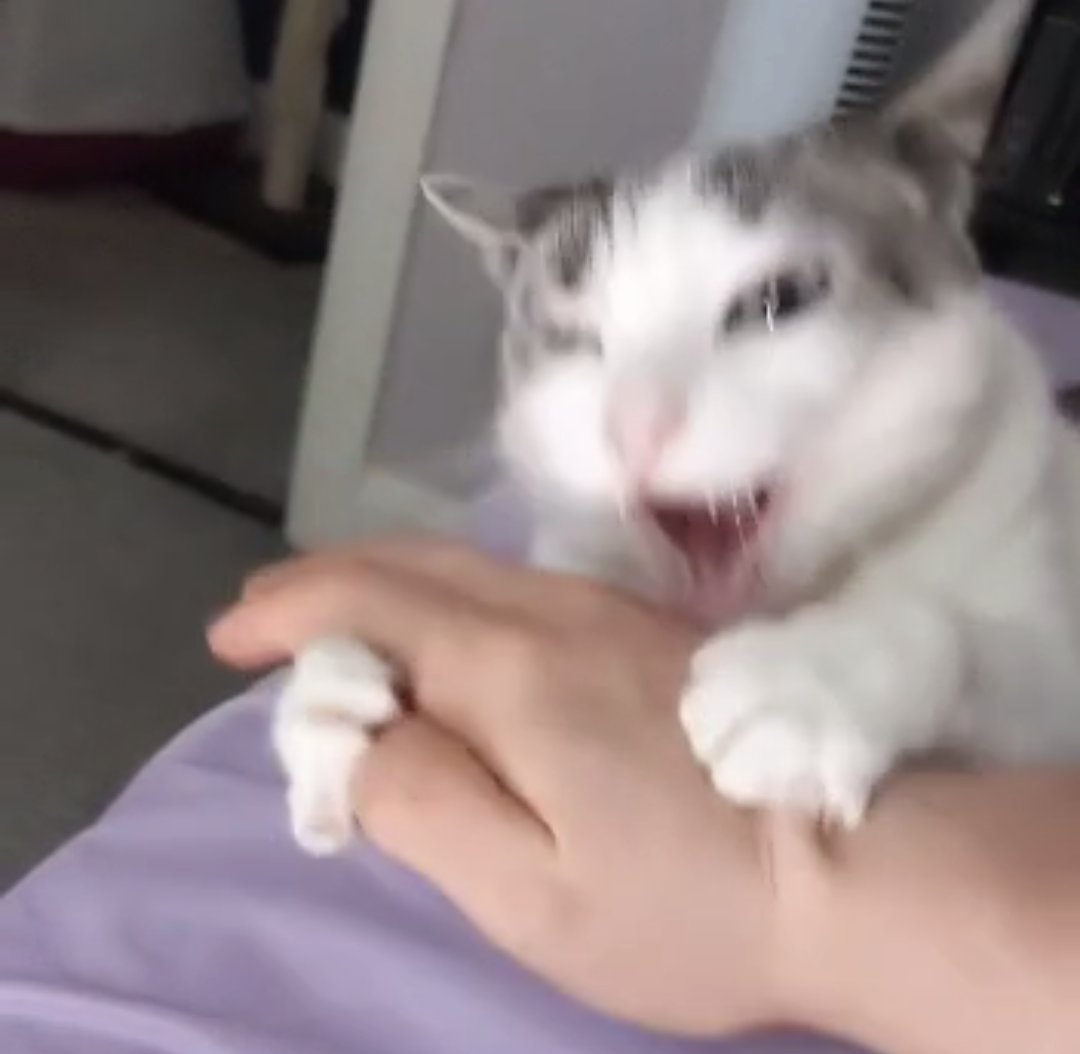 DrStrangememe's tweet photo. she's so cute https://t.co/3R8V1J5RN8
