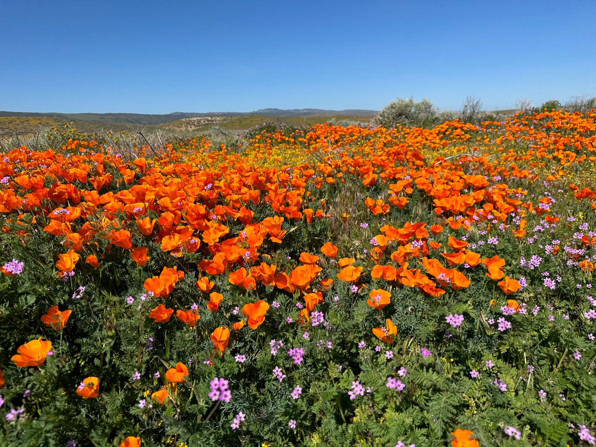 Check out our latest GOODNEWS letter below!  conta.cc/3IWINDX
Planting seeds of peace, taking time to nurture new growth, if well cared for, brings forth endless possibilities of enhancing our technicolor world full of love, beauty, kindness, and vibrant health.